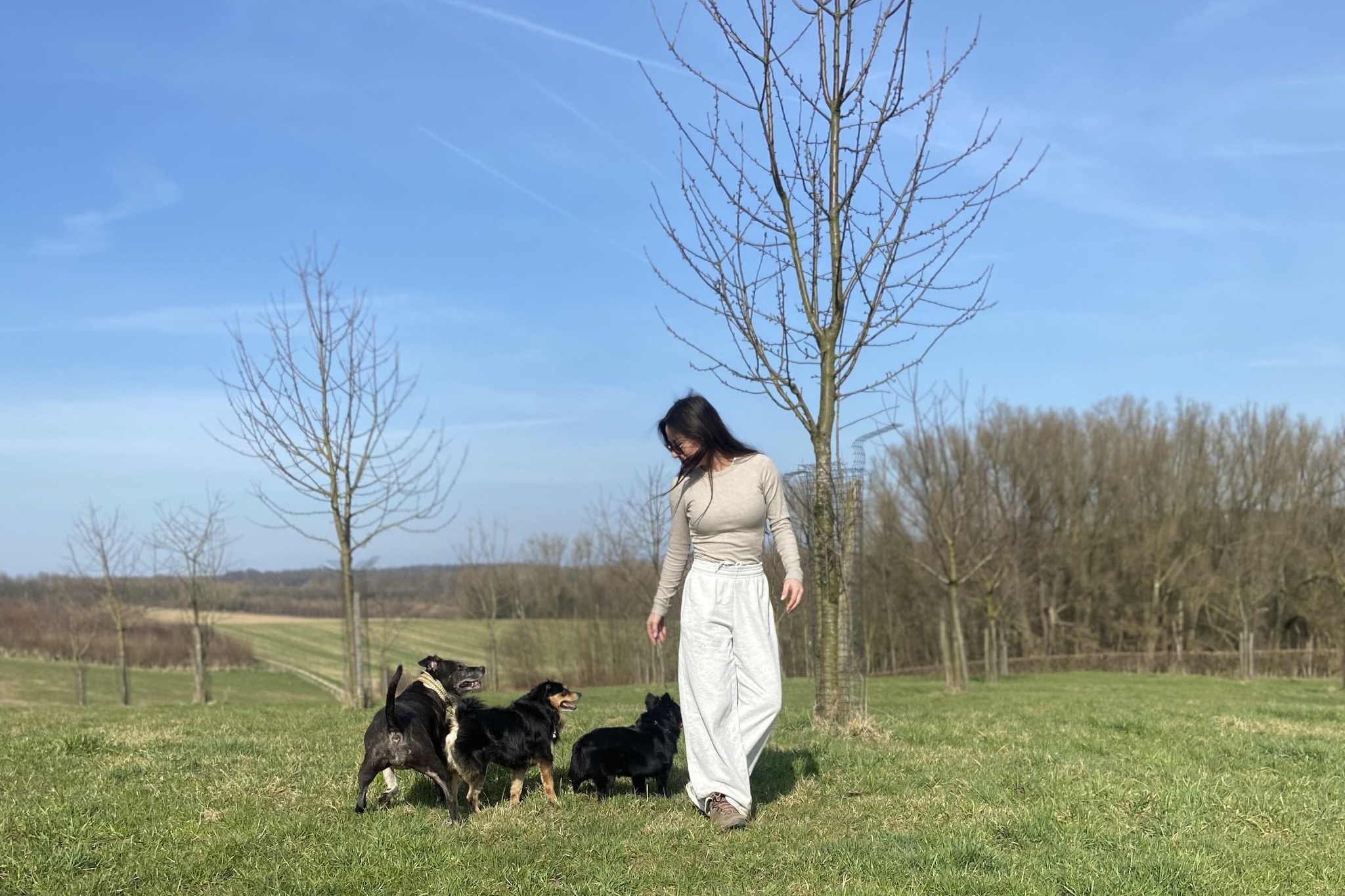 Wandeling met drie honden over een grasveld