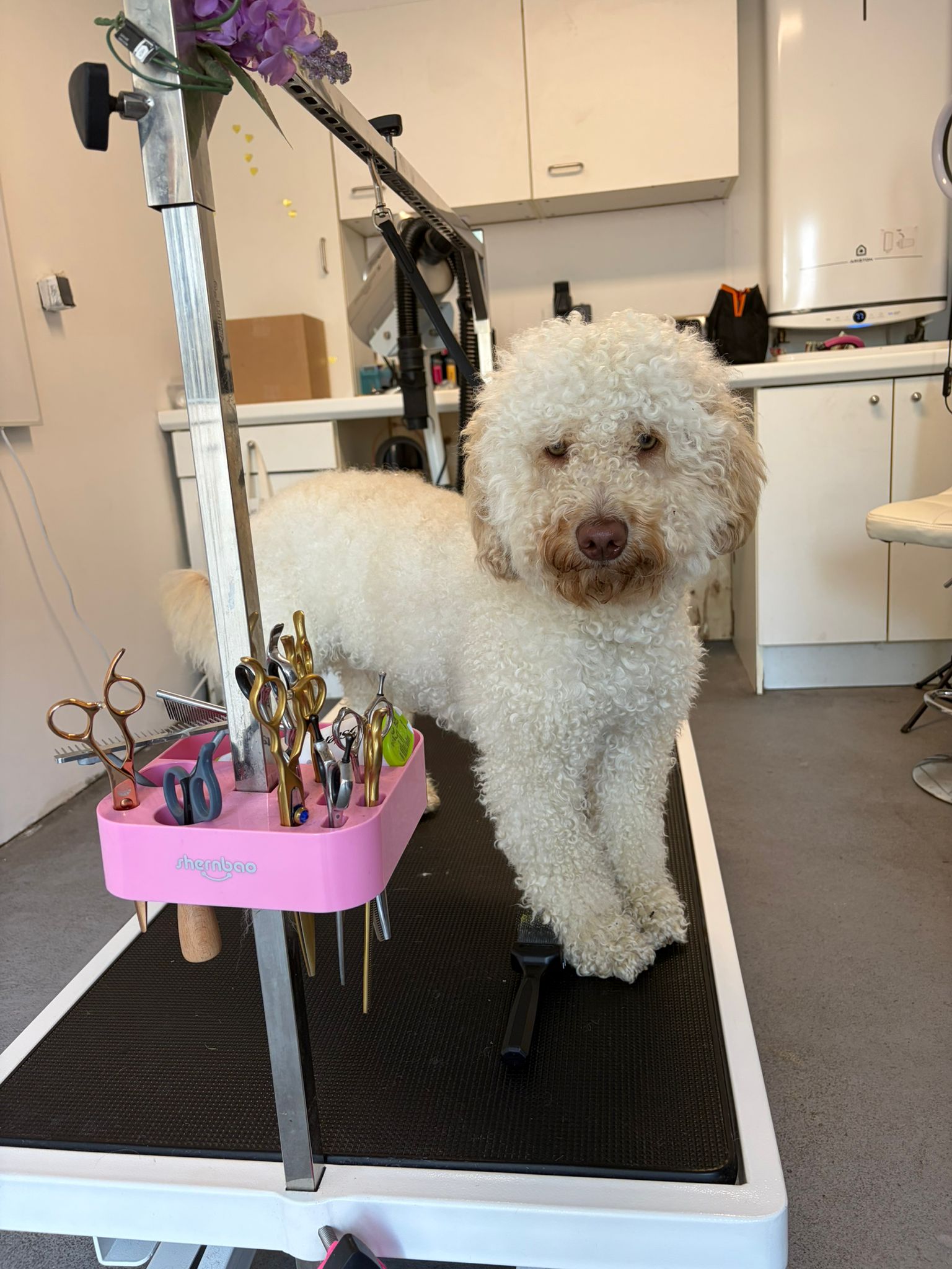Een labradoodle op de trimtafel, naast het roze bakje met scharen