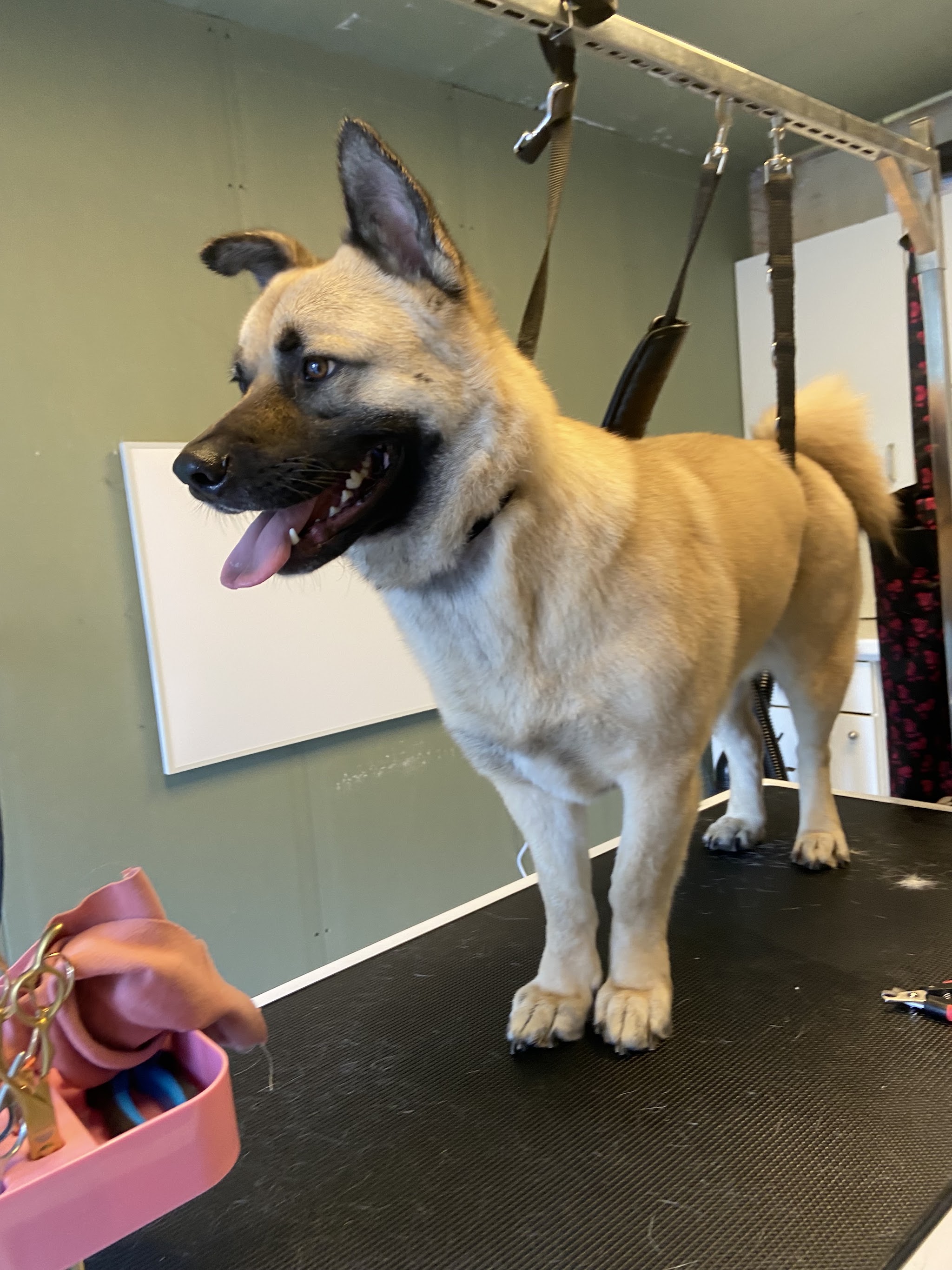 Getrimde hond staat op de trimtafel naast het roze bakje