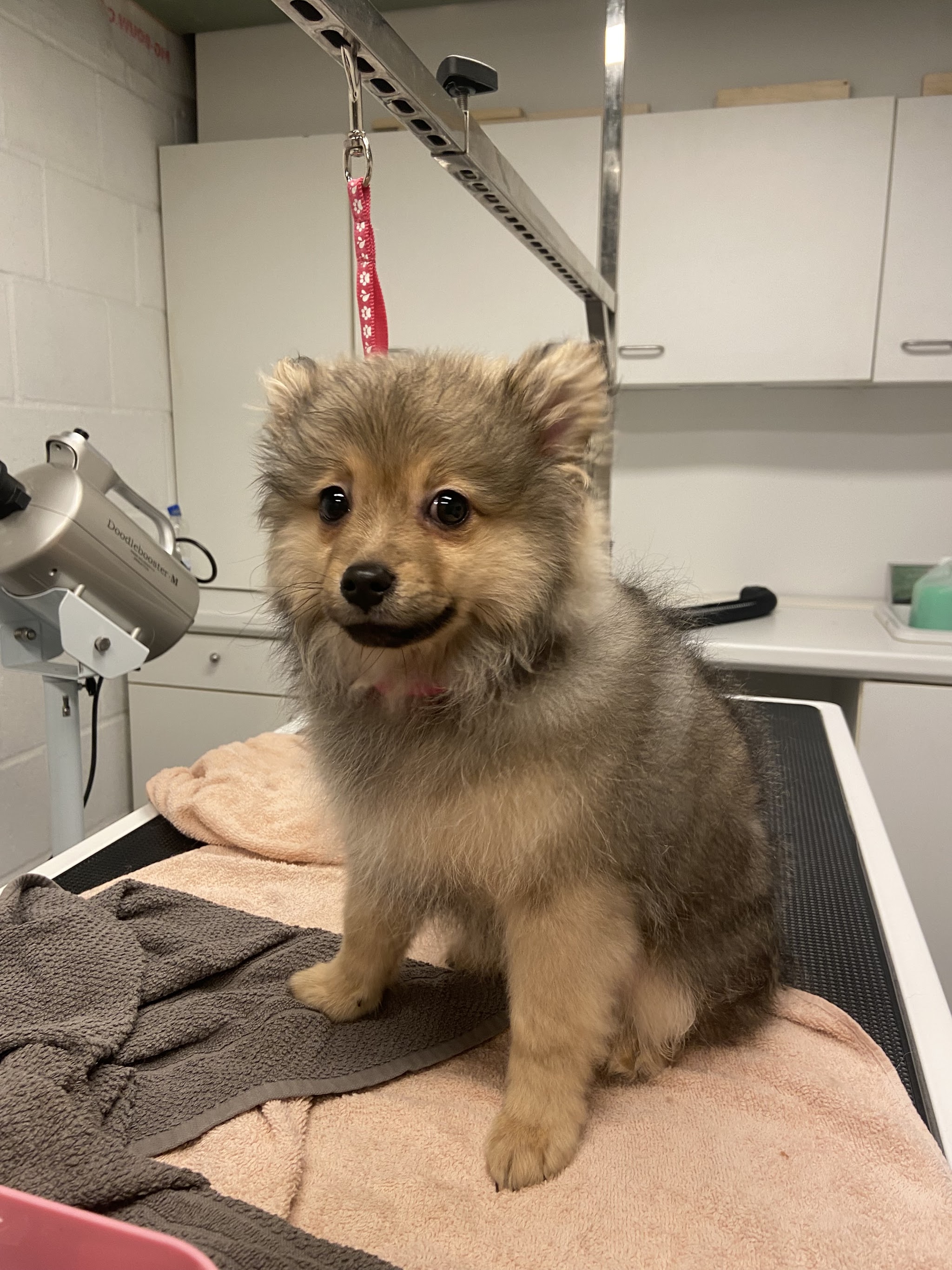 Pluizige pup zit op de trimtafel in de salon