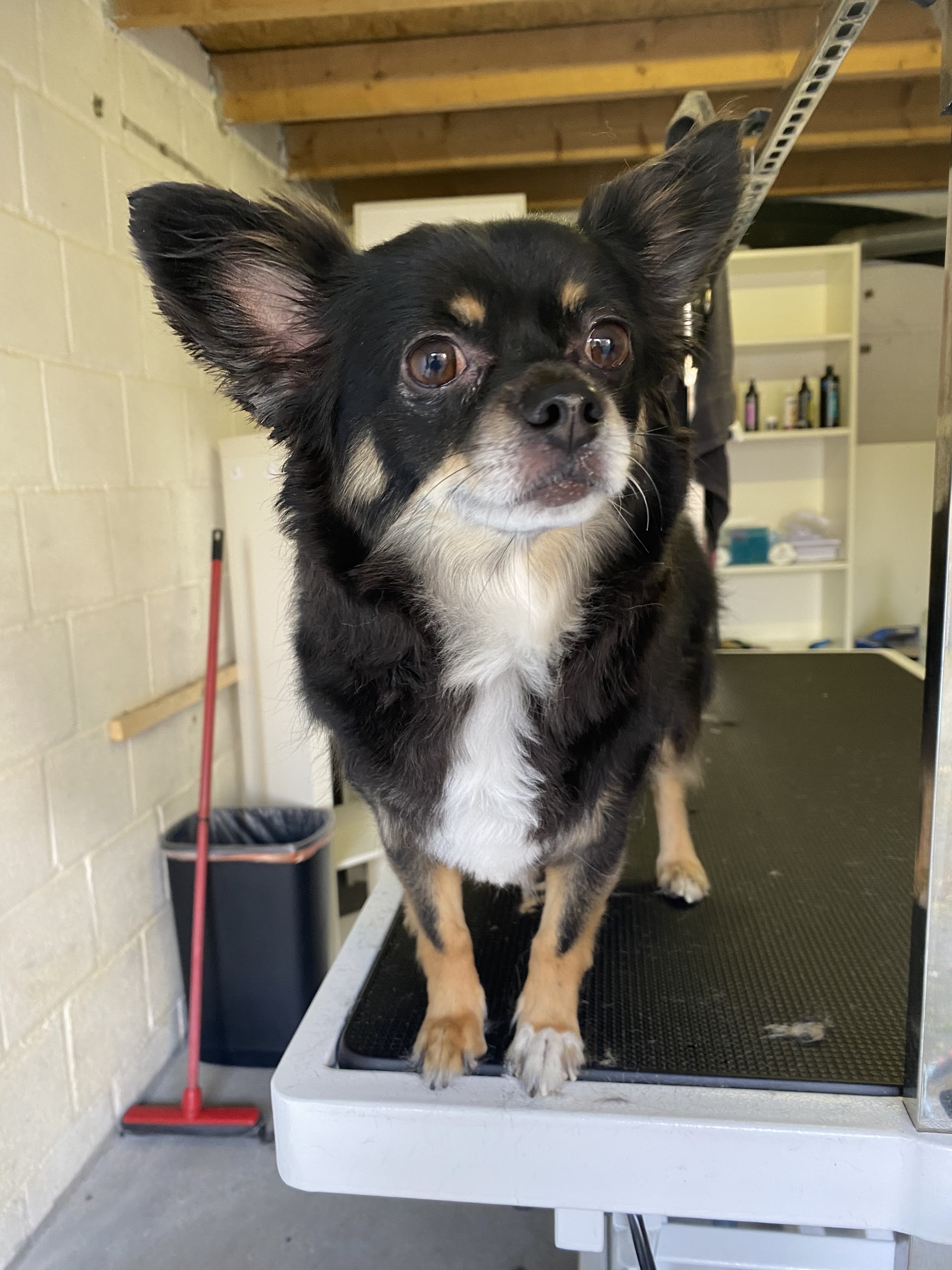 Klein zwart-bruin hondje op de trimtafel in de salon