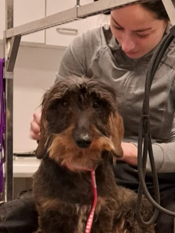 Aan het werk met een ruwharig hondje op de trimtafel